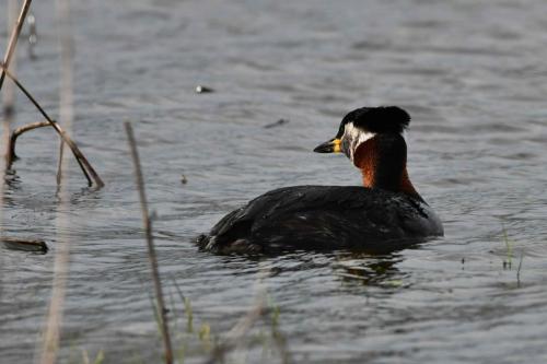 Grèbe jougris