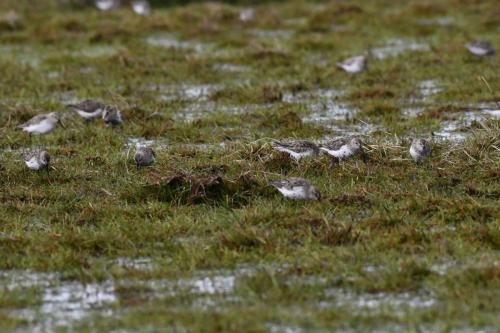 Bécasseaux variables