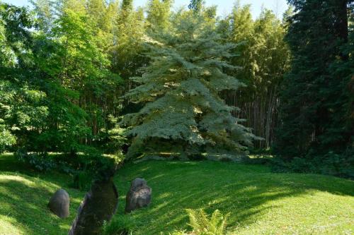 Cornouiller des pagodes (Cornus controversa)