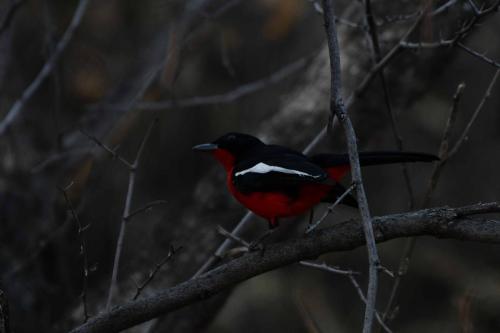 Gonolek rouge et noir