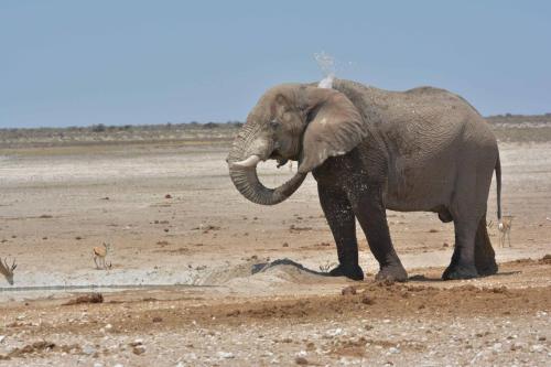 Elephant de savane