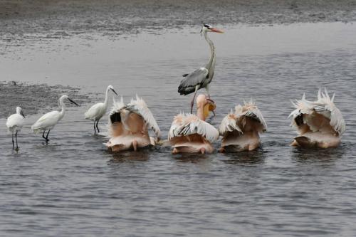 Pélicans blancs, aigrettes garzettes, héron cendré