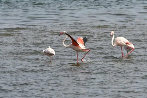 Flamants roses