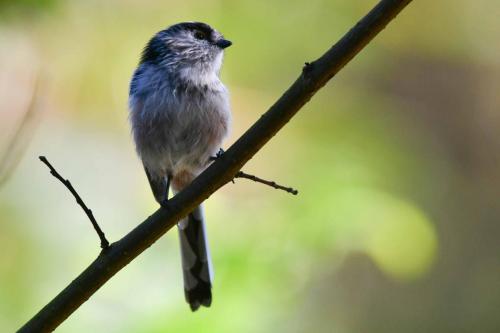 Mésange à longue queue