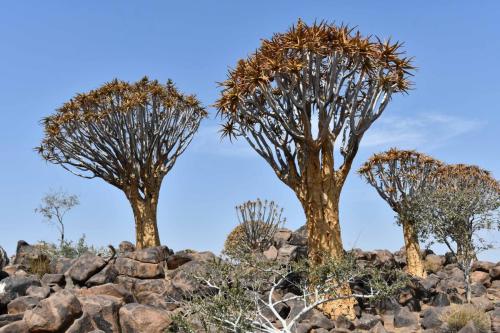 Quiver tree forest