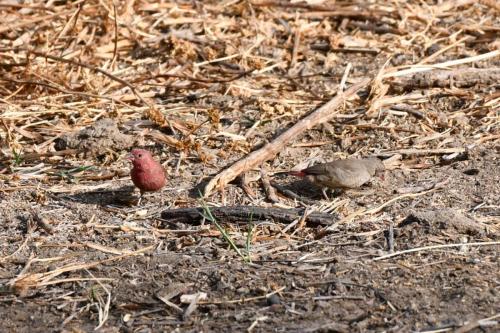 Amarantes du Sénégal