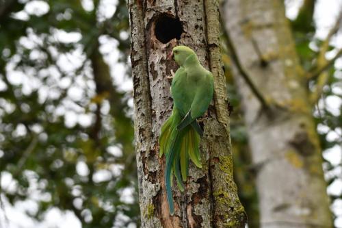 Perruches à collier