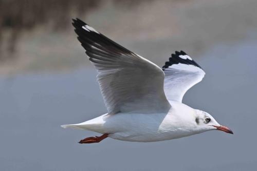 Mouette du Tibet