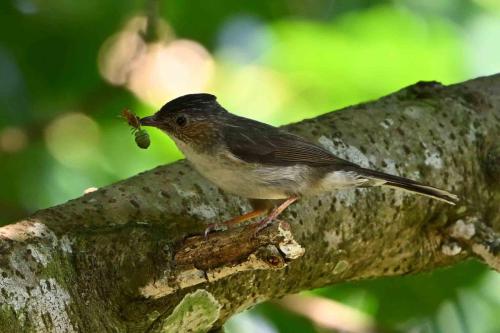 Yuhina à tête marron