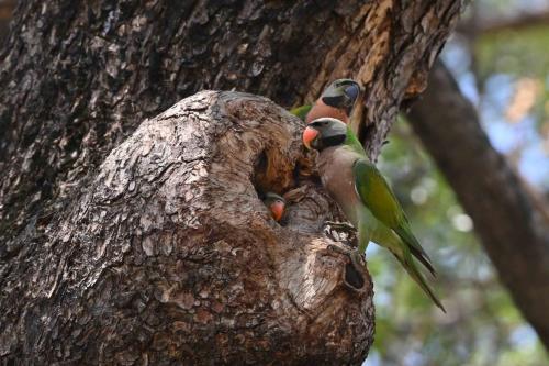 Perruches à moustaches