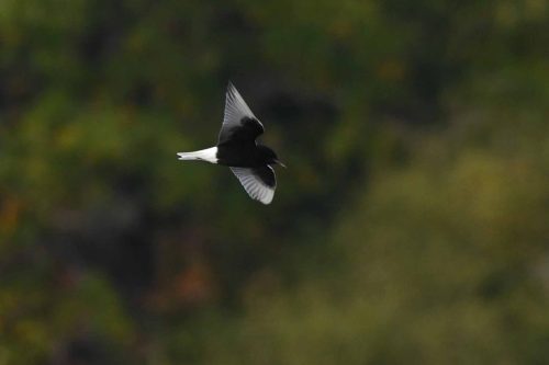 Guifette leucoptère (plumage nuptial)