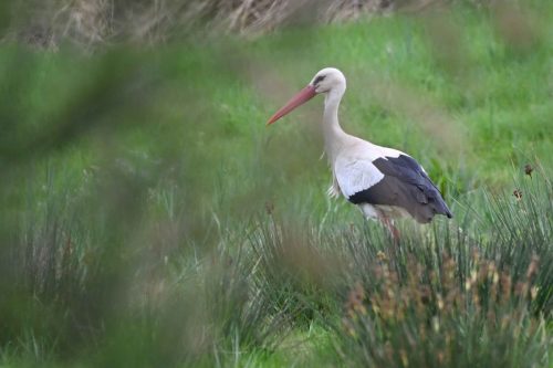 Cigogne blanche