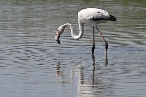 Flamant rose