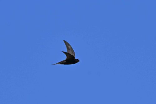 Martinet noir