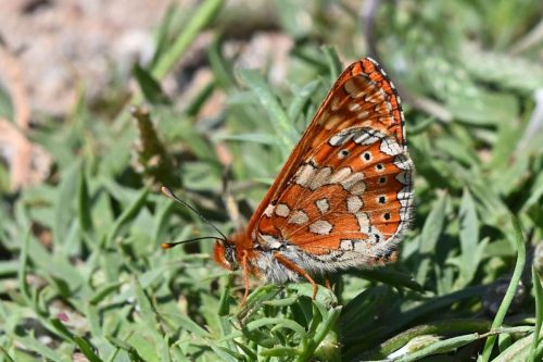 Damier de la succise (Euphydryas aurinia beckeri)