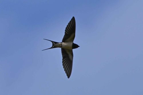 Hirondelle rustique