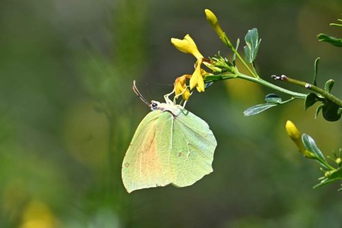 Citron de Provence