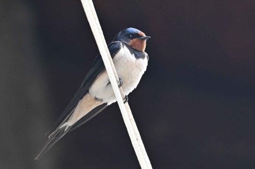 Hirondelle rustique
