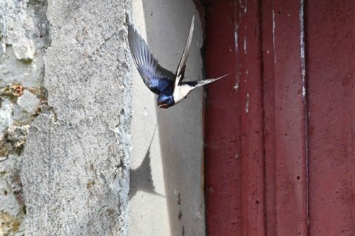 Hirondelle rustique