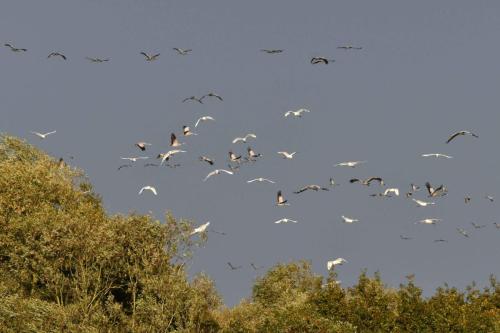 Grues cendrées et grandes aigrettes