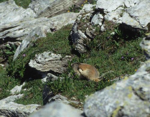 Marmotte