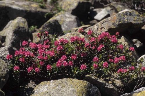 Rhododendron