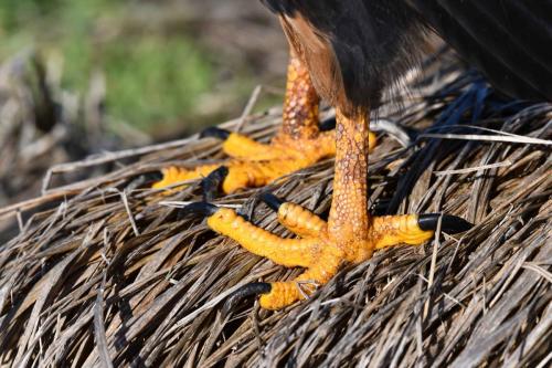 Caracara austral