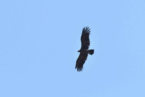 Condor des Andes (immature)