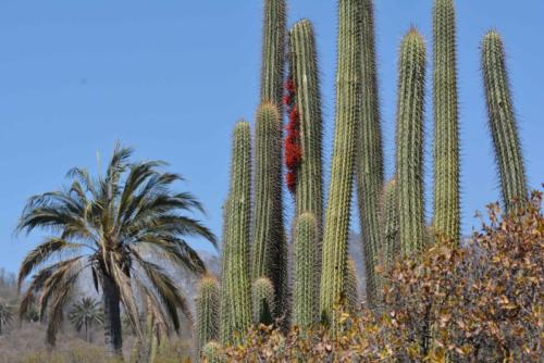 Cactus (Echinopsis chiloensis)