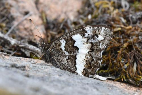 Silène (Brintesia circe)