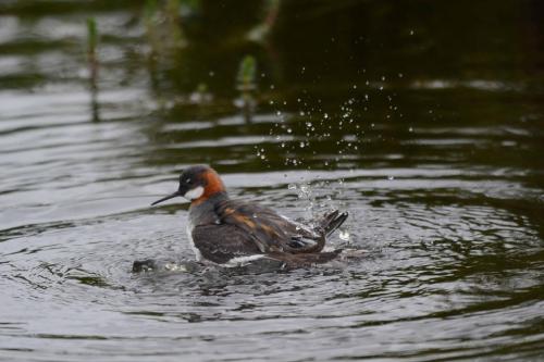 Phalarope à bec étroit