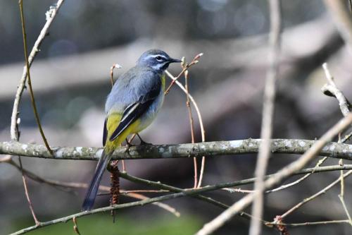 Bergeronnette des ruisseaux (mâle)