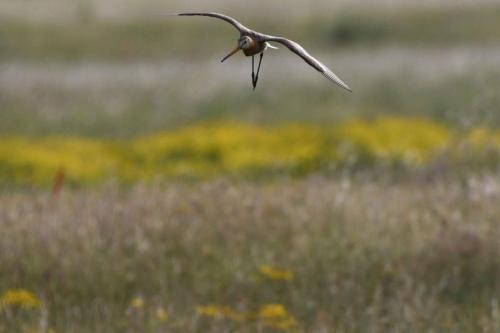 Barge à queue noire