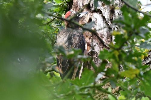 Pic noir femelle (plumage usé)