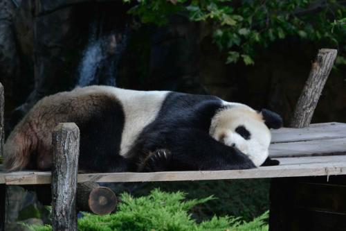 Panda géant