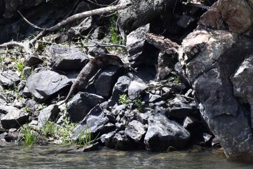Loutre d'Europe sur le Rio Tajo à la Portilla del Tiètar