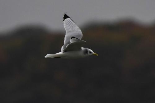 Mouette tridactyle (adulte)