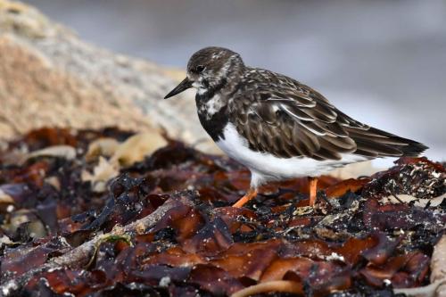 Tournepierre à collier
