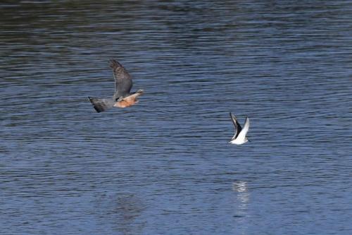 Attaque d'un Epervier d'Europe sur un Bécasseau variable, sans succès.