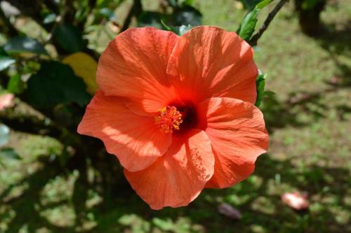 Hibiscus
