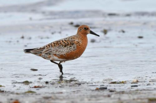 Bécasseau maubèche