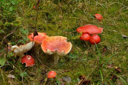 Amanites tue-mouches