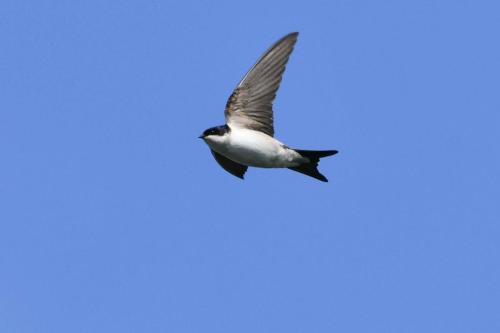 Hirondelle de fenêtre