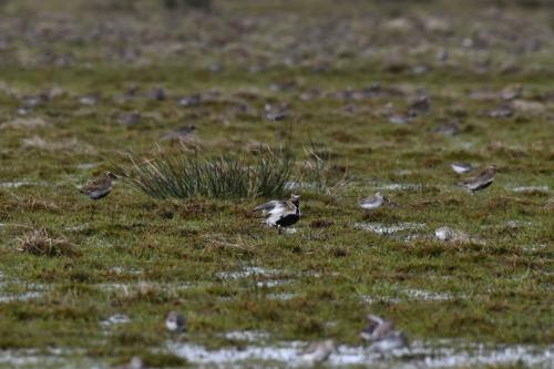 Pluviers dorés et bécasseaux variables