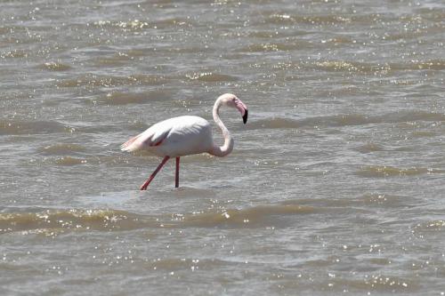 Flamant rose