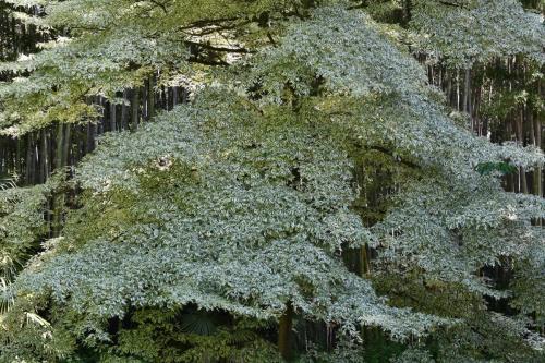 Cornouiller des pagodes (Cornus controversa)