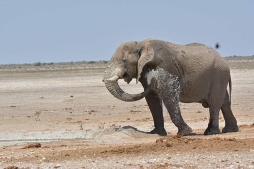 Elephant de savane