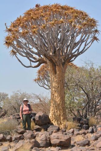 Quiver tree forest