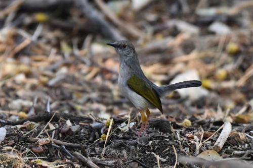 Camaroptère à dos gris