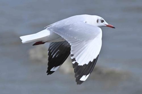 Mouette du Tibet
